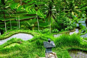 Ubud: Monkey Forest, Waterfall, Ricefield & Swing Activity