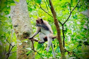 Ubud: Biljett till fristaden Sacred Monkey Forest och guidad tur