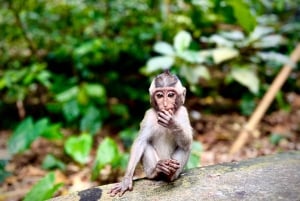 Ubud: Biljett till fristaden Sacred Monkey Forest och guidad tur