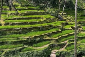 Ubud Scenic Waterfalls, Temple with Coffee - All Inclusive
