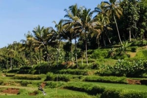 Убуд: Тирта Эмпул, рисовая терраса, водопад и индивидуальная экскурсия