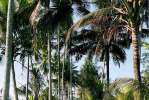 Убуд: Тирта Эмпул, рисовая терраса, водопад и индивидуальная экскурсия