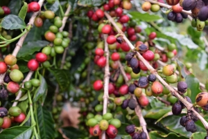 Ubud: Sølvsmedekursus og kaffesmagning med afhentning