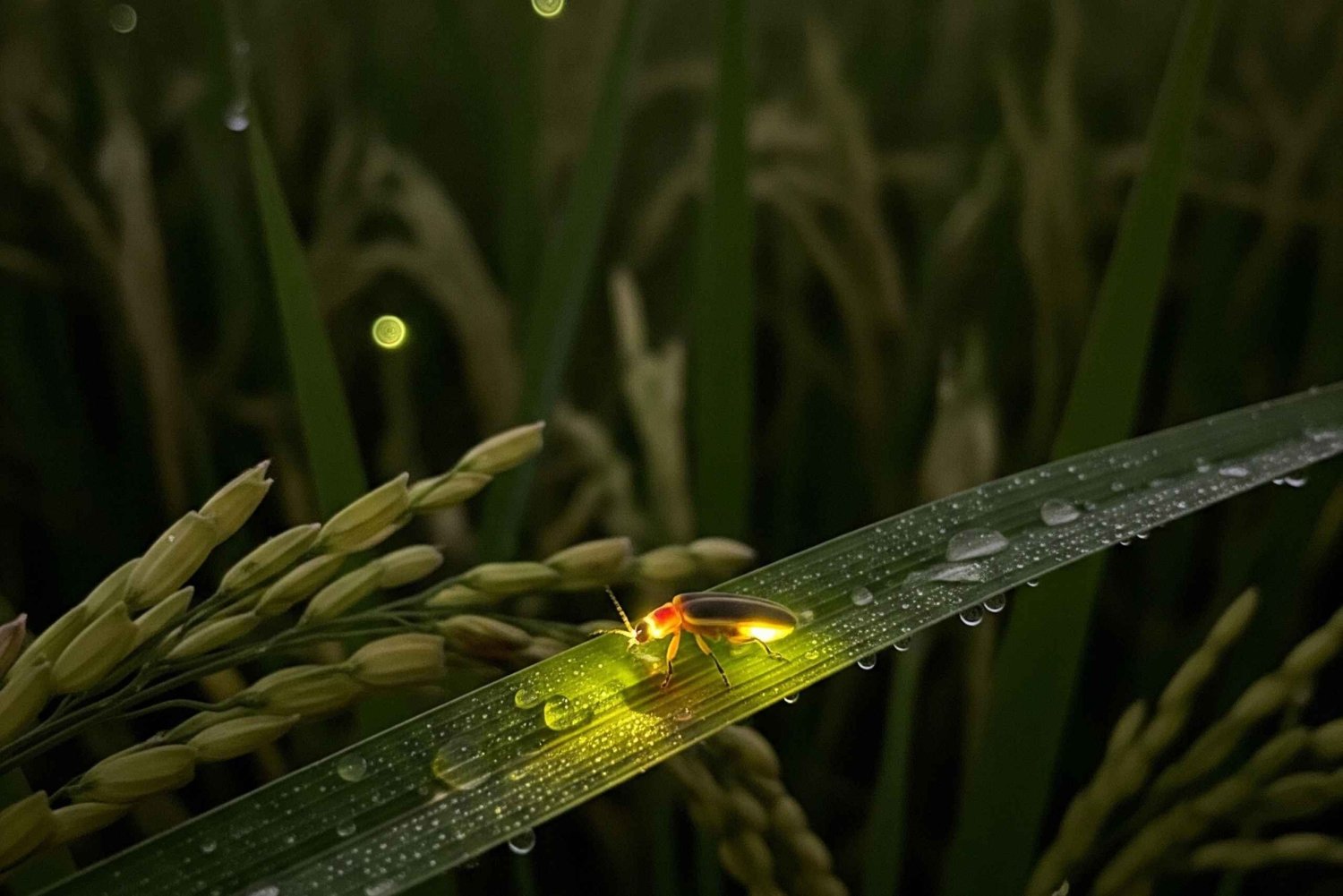 Ubud: Silver Making Class and Fireflies Evening Tour
