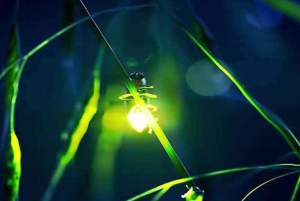 Ubud: Silver Making Class and Fireflies Evening Tour