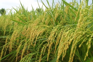 Ubud: Spiritual Journey Tampaksiring, Falls & Green Terraces