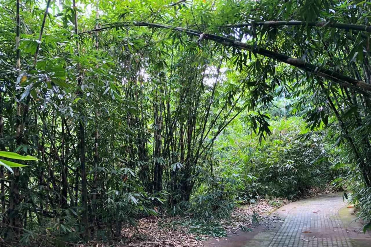 Ubud: Sunrise Bamboo Forest Walk & Penglipuran Village