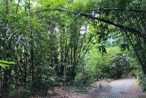 Ubud: Sunrise Bamboo Forest Walk & Penglipuran Village