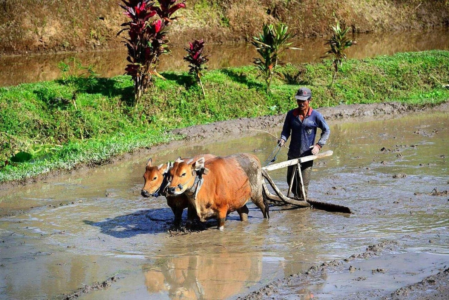 Ubud: aamukävely riisiterassilla, vesitemppeli ja uhrilahja