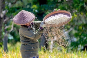 Ubud: aamukävely riisiterassilla, vesitemppeli ja uhrilahja