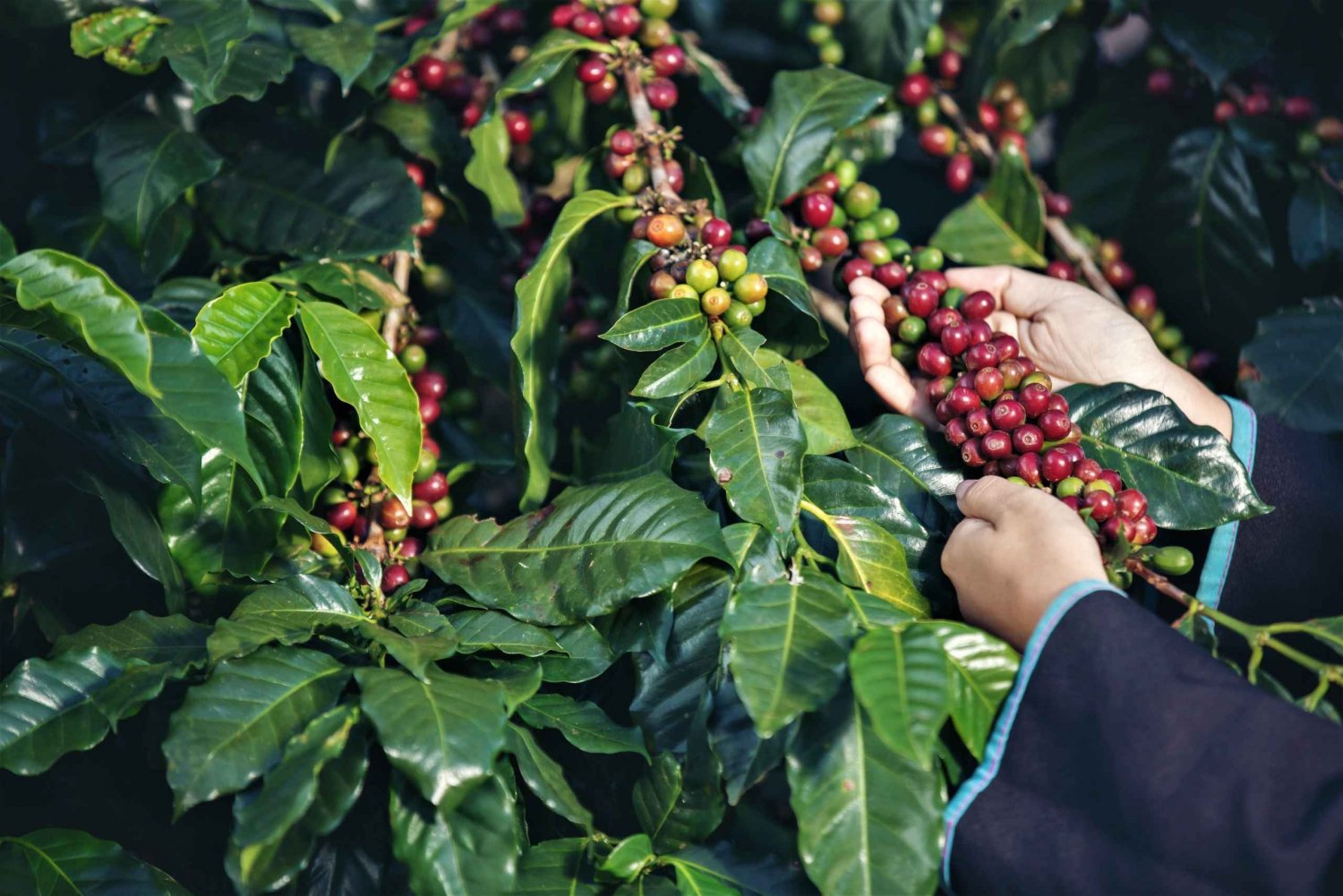 Ubud Swing, Coffee Plantation, Rice Terrace, and Waterfall in Bali