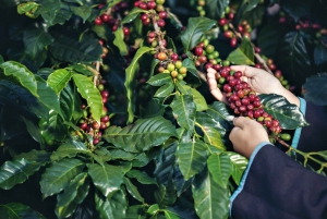 Ubud: Sving, kaffeplantasje, risterrasse og foss