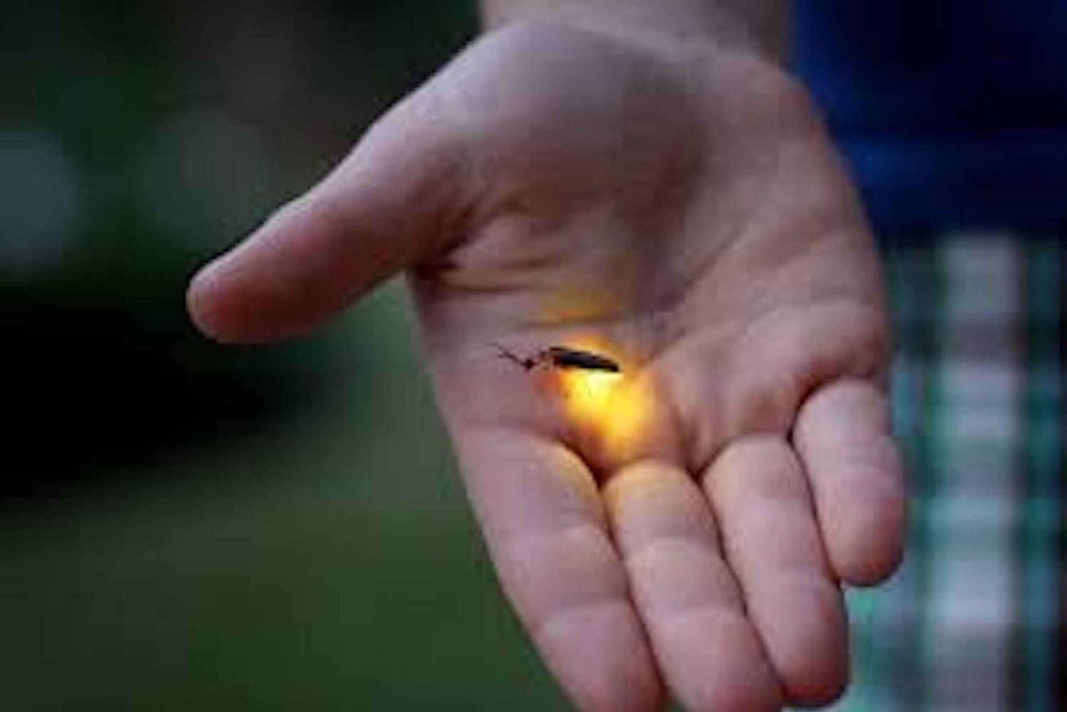 Ubud: Taro Village Firefly Excursion with a Vegetarian Meal