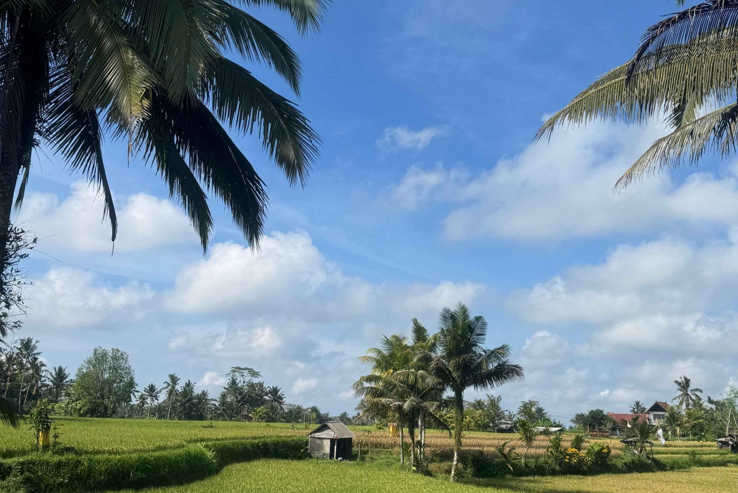 Ubud: Taro Village Firefly Excursion with a Vegetarian Meal