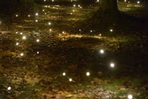 Ubud: Taro Village Firefly Excursion with a Vegetarian Meal