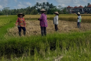 Ubud: Taro Village Firefly Excursion with a Vegetarian Meal