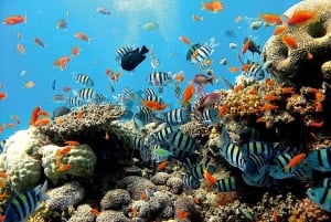 Ubud: Tegenungan Waterfall, Snorkeling, and Canyoning Tour