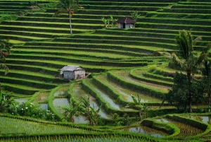Ubud: Telaga Waja Temple, Waterfalls- Mancingan Rice Terrace