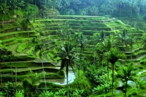 Ubud: Telaga Waja Temple, Waterfalls- Mancingan Rice Terrace