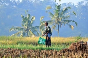 Убуд: Тирта Эмпул, рисовая терраса, водопад и индивидуальная экскурсия