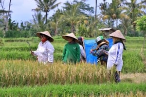 Убуд: Тирта Эмпул, рисовая терраса, водопад и индивидуальная экскурсия