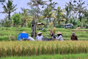 Убуд: Тирта Эмпул, рисовая терраса, водопад и индивидуальная экскурсия