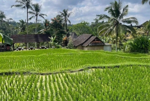 Ubud: Tirta Empulin temppeli sähköpyörällä, lounas