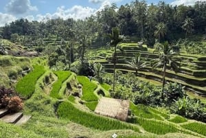 Ubud: Tirta Empul-templet e-cykeltur med lunch