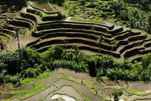 Ubud: Tirta Empul Tempel, Rijstterrassen en Waterval Tour