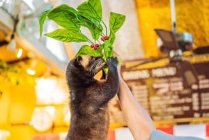 Ubud: Tirta Empul Tempel, Rijstterrassen en Waterval Tour