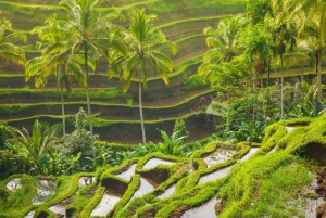 Ubud: Tirta Empul-templet, risterrasser och vattenfall