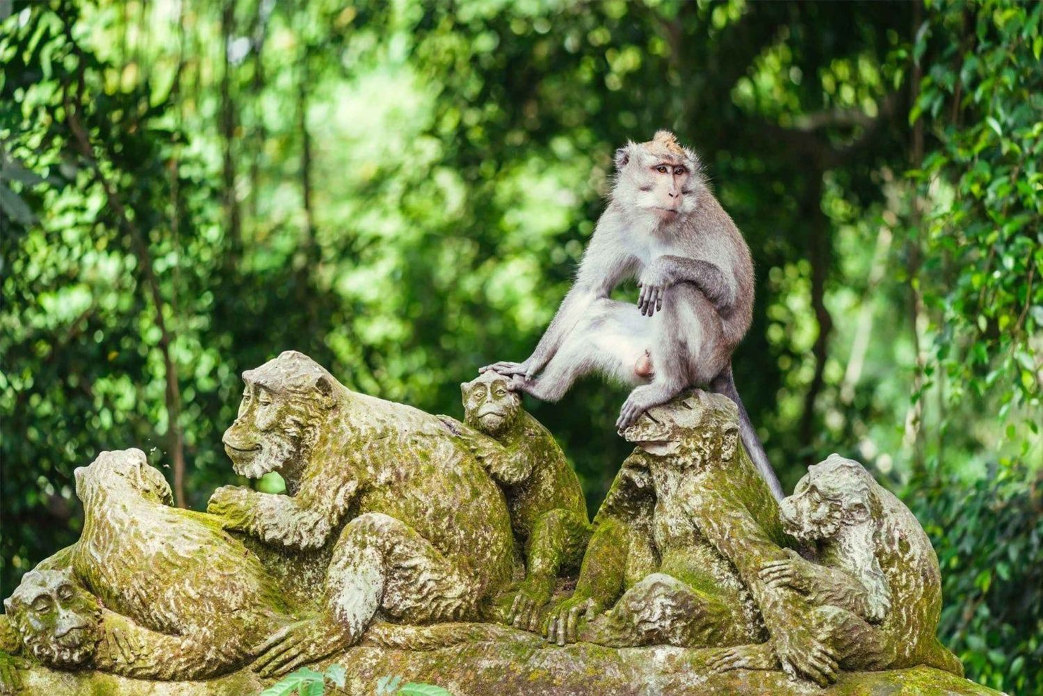 Ubud Tour: Monkey Forest, Water Temple & Jungle Club Fun Day