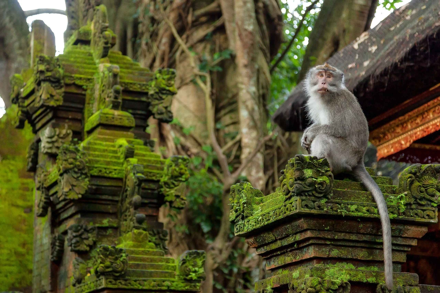 Ubud Tour: Monkey Forest, Water Temple & Jungle Club Fun Day