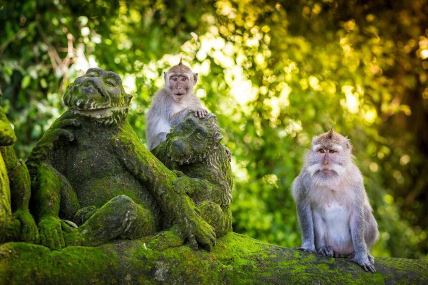 Ubud Tour: Monkey Forest, Water Temple & Jungle Club Fun Day