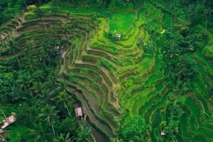 Tour di Ubud con guida opzionale in inglese, spagnolo e italiano