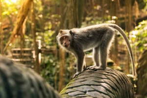 Ubud Tours with Jungle Swing