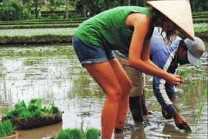 Ubud: tradisjonell risdyrking