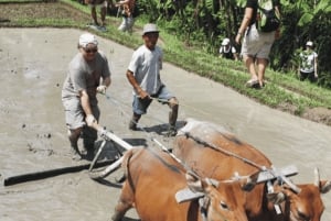Ubud: tradisjonell risdyrking