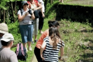 Ubud: tradisjonell risdyrking