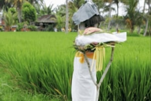 Ubud: tradisjonell risdyrking