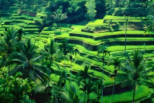 Ubud VW Safari Bali Tour