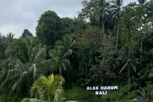 Ubud: Waterfall, Art Gallery, Dayclub, Spa, & Dinner Tour