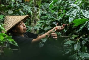 Ubud: Privat halvdagsutflykt med risterrass och vattenfall