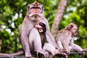 Ubud: Waterfall, Rice Terraces & Monkey Forest Private Tour