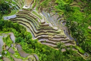 Ubud: Waterfall, Rice Terraces & Monkey Forest Private Tour