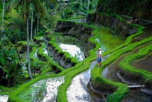 Ubud: Vandfald, rismark, renselsesritual Privat tur