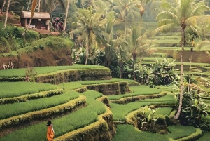 Ubud: Waterfall, Tirta Empul Temple, Rice Terrace & Swing