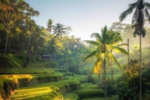 Ubud: Wasserfälle, Reisterrasse & Bali Swing, Private Tour