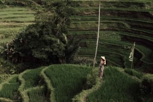 Ubud: Wasserfälle, Reisterrasse & Bali Swing, Private Tour