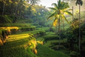 Ubud: Wasserfälle, Reisterrasse & Bali Swing, Private Tour